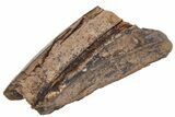 Tyrannosaur Tooth Fragment - Judith River Formation #231277-1